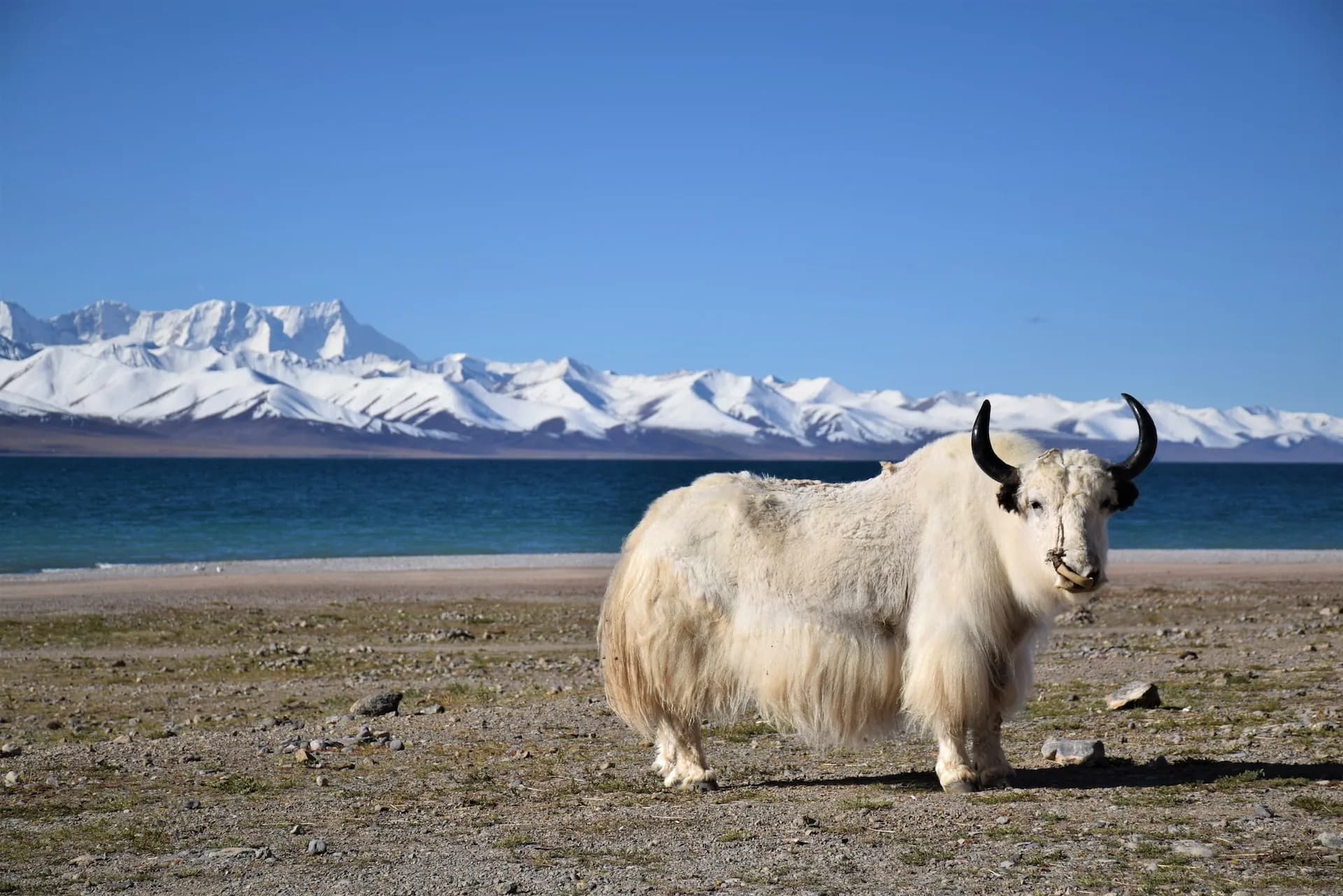 Tibet travel and kailash mansarovar yatra