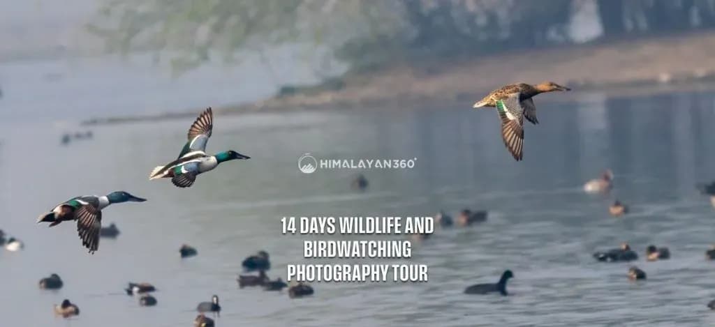 14 Days Wildlife and Birdwatching Photography Tour