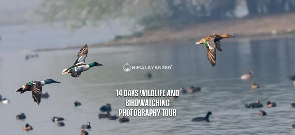 14 Days Wildlife and Birdwatching Photography Tour