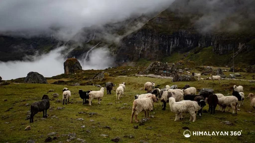 Grazing sheep at Barun Valley
