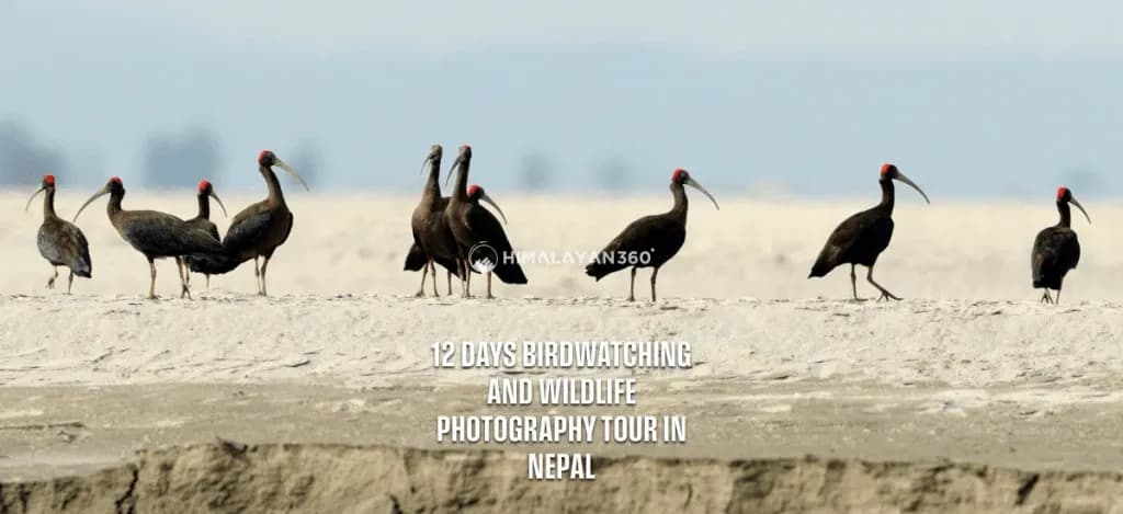 Red-naped Ibises in Bird Watching Tour