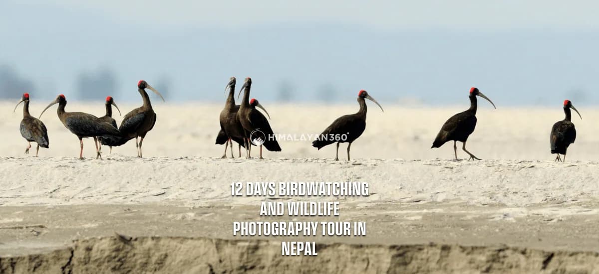 Red-naped Ibises in Bird Watching Tour