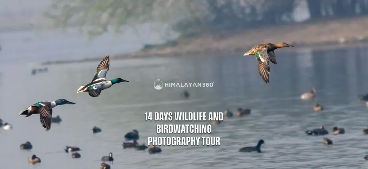 14 Days Wildlife and Birdwatching Photography Tour