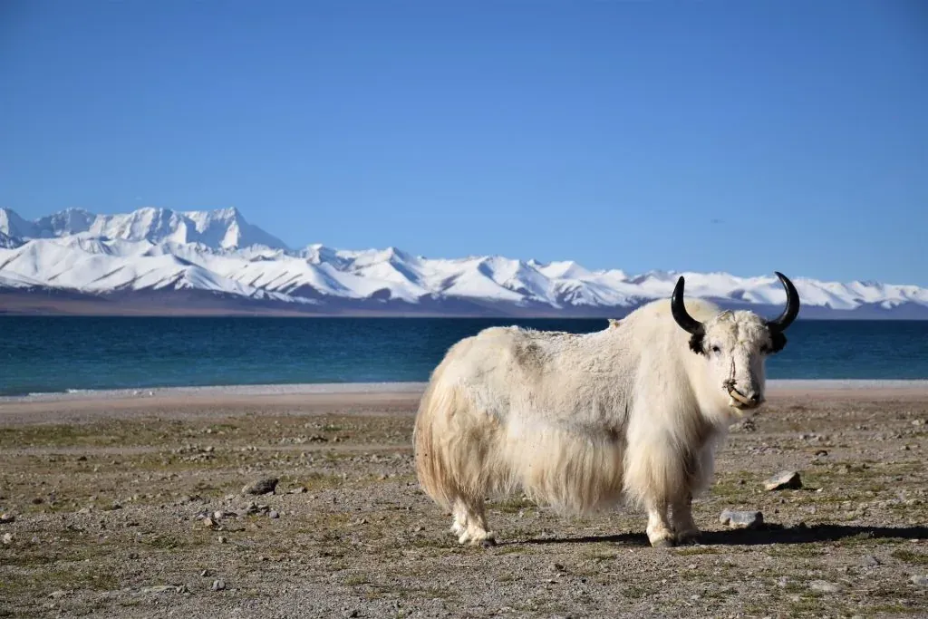 Tibet travel and kailash mansarovar yatra