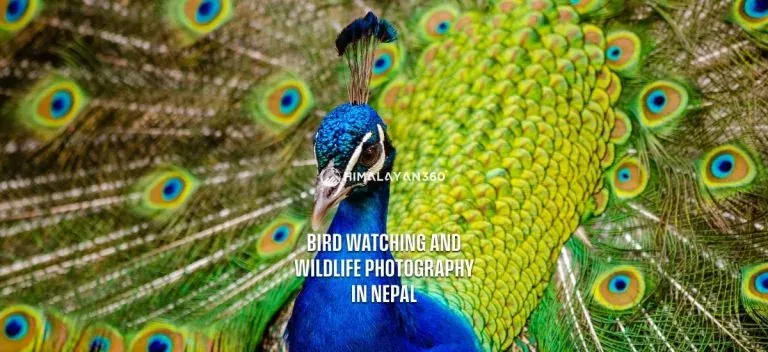 Bird Watching and Wildlife Photography in Nepal - Peacock