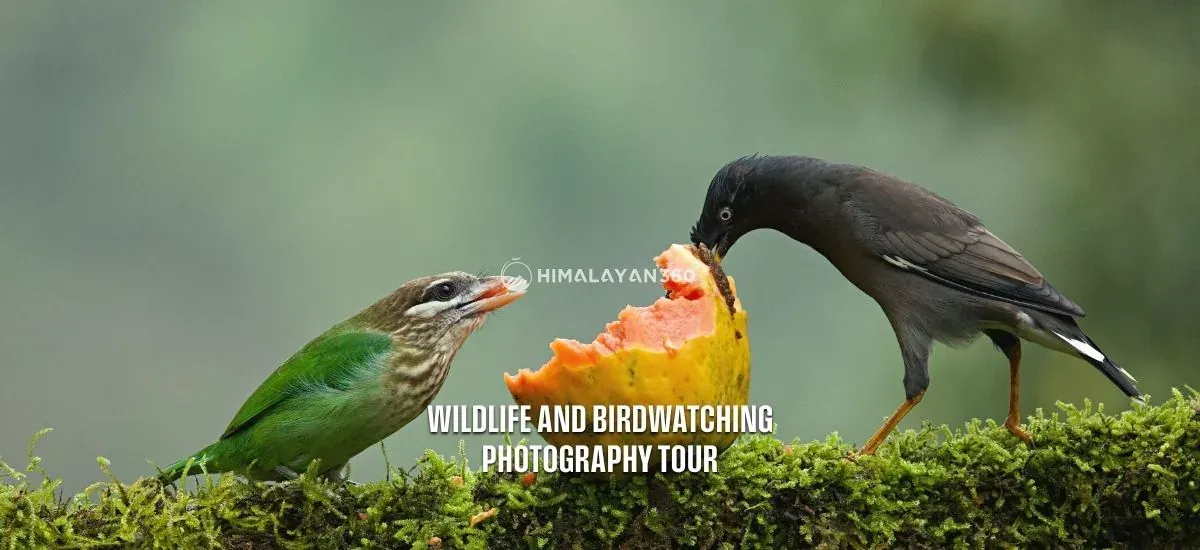 Wildlife and birdwatching photography tour