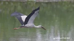 Asian Openbill at Jagdishpur Tal