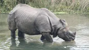 Rhino at Chitwan National Park