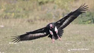 Vulture Restaurant