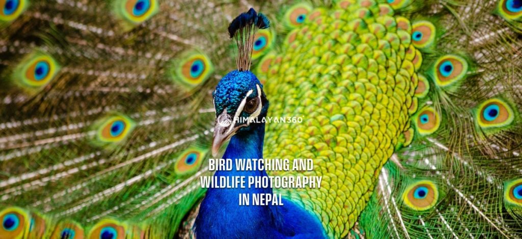 Wildlife and Birdwatching Photography Tour